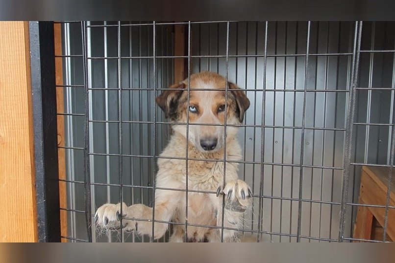 В Чите за сутки отловили 19 собак