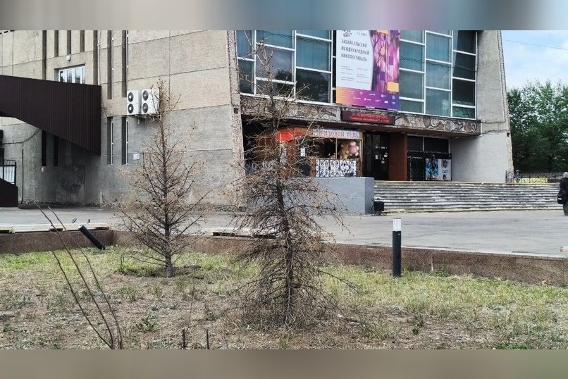 Власти Читы избавятся от мёртвых деревьев на Удокане