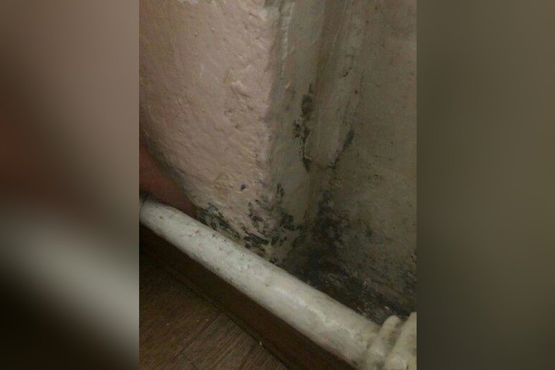 Грибок появился в квартире у жителя Могочи