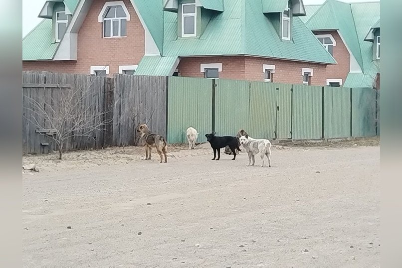 Всего девять собак отловили в Чите