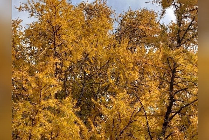 Гороскоп для жителей Забайкальского края на 4 ноября