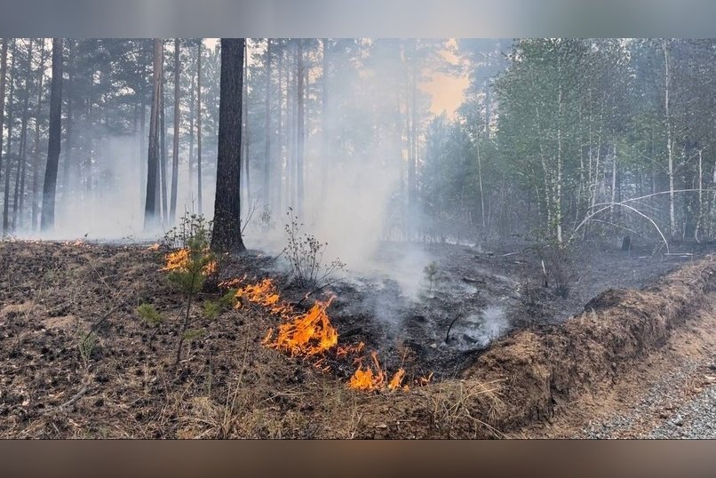 Сгоревший лес начнут восстанавливать в Забайкалье