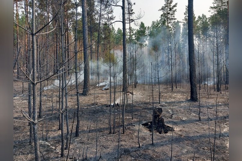 Ущерб от лесных пожаров в Забайкалье составил 2,8 млрд рублей