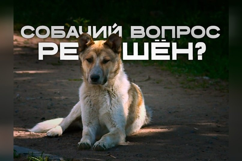 Закон о безнадзорных животных принят в Забайкалье