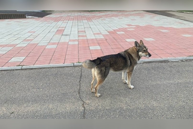Бастрыкин потребовал доклад из-за агрессивной собаки на КСК