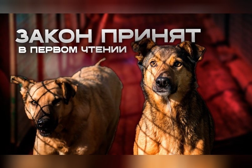 Бездомных собак в Забайкалье начнут усыплять?