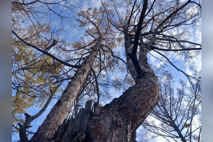 Опасные насекомые обнаружены в лесах Забайкалья