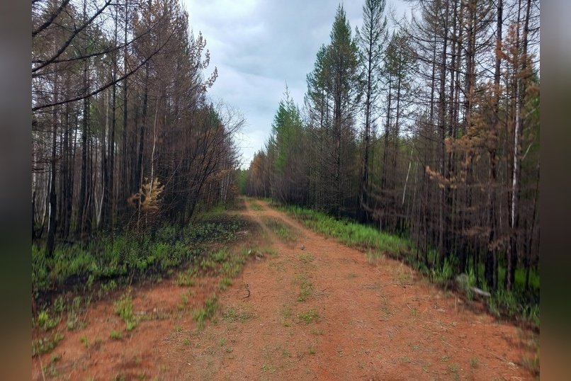 Две нелегальные рубки леса выявили в регионе за эту неделю