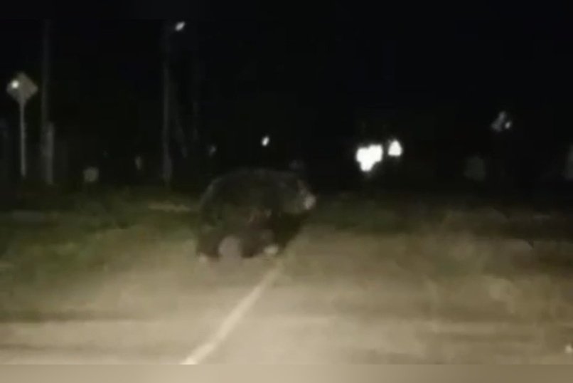 В Кыре медведь вышел к людям
