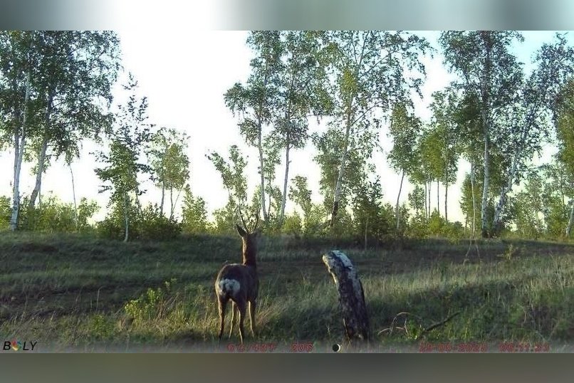 Косуля попала в объектив фотоловушки в Дульдургинском районе