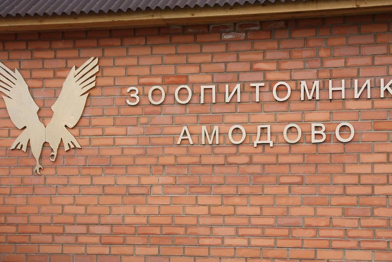 В зоопитомнике «Амодово» продолжается масштабная реконструкция