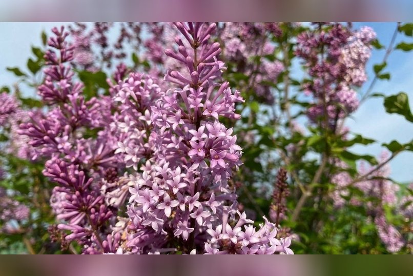 Огромный штраф можно получить за ломку ветвей сирени