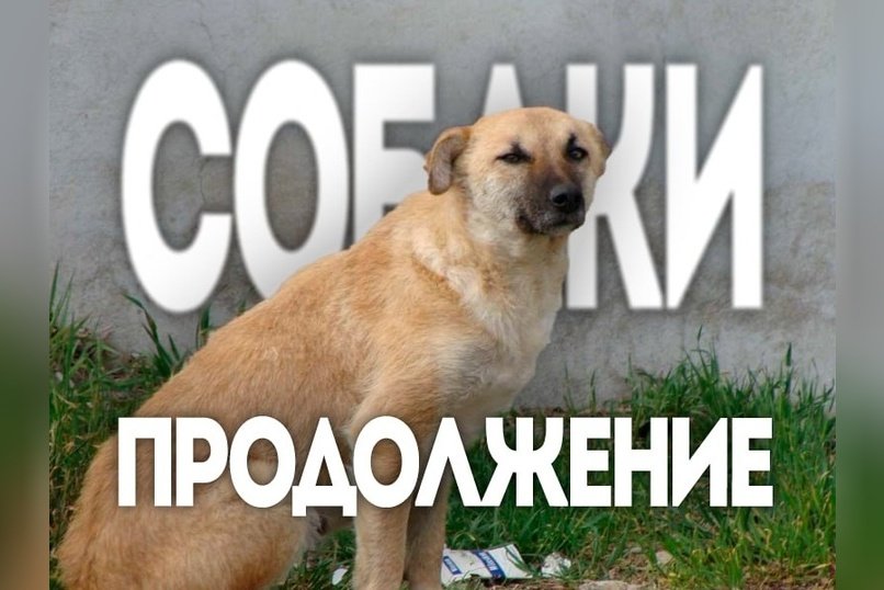 Депутаты Госдумы обратились к Мишустину с просьбой решить проблему бездомных животных