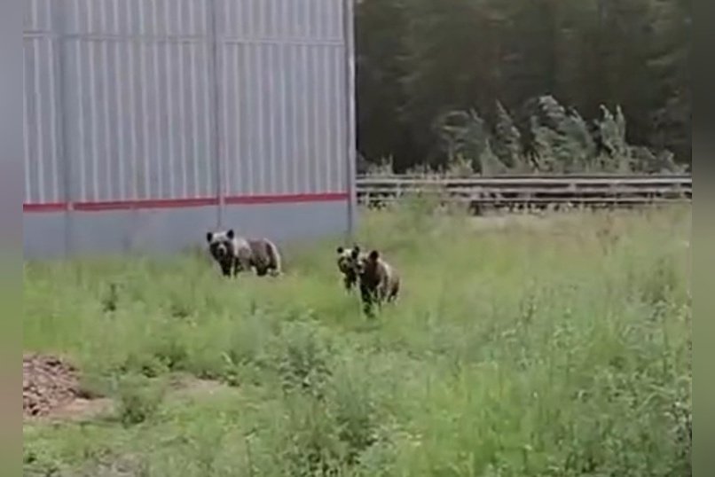 Семейство медведей заметили в Каларском округе