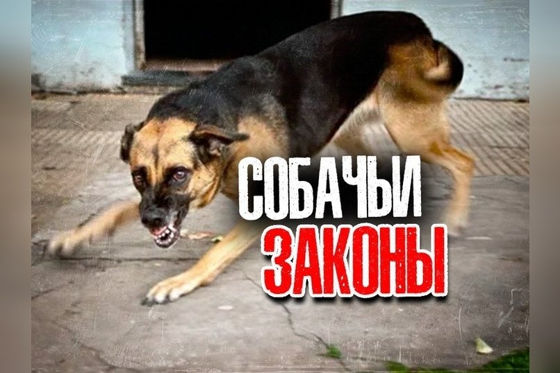 Забайкалье разрешит эвтаназию бездомных животных в опасных ситуациях