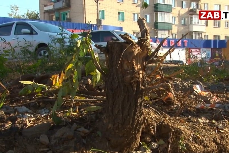 Деревья мешали строительству тротуара. Вырубили.
