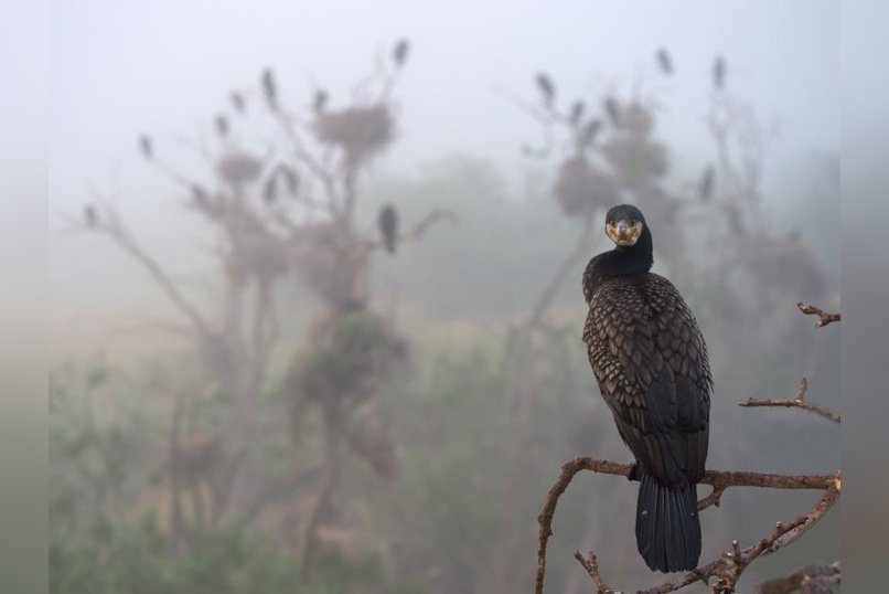 Цыденов поручил «хоть беспилотниками гонять» бакланов в Бурятии