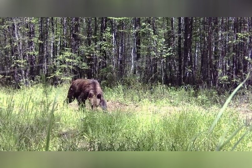 Медведь, косули и волк попали в объектив фотоловушки