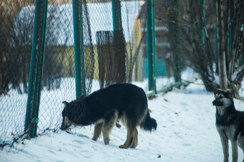 Большинство опрошенных за усыпление бездомных собак