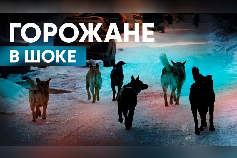 Бездомные собаки заполонили Нерчинск за полгода!