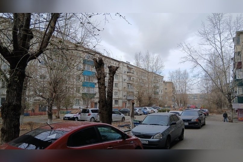 Читинцы возмущены обрезкой деревьев во дворе