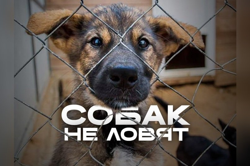 Бастрыкин взял на контроль дело о бездомных собаках в Чите