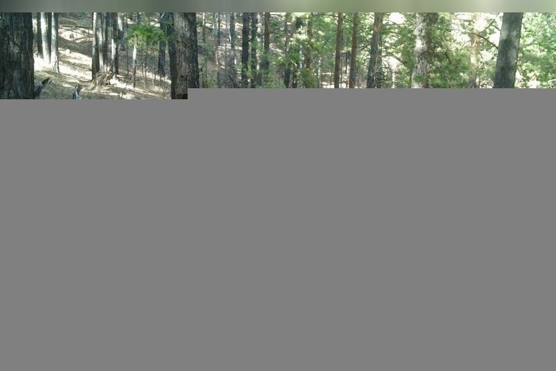 Медведица с детёнышем попали в объектив фотоловушки в лесу Забайкалья
