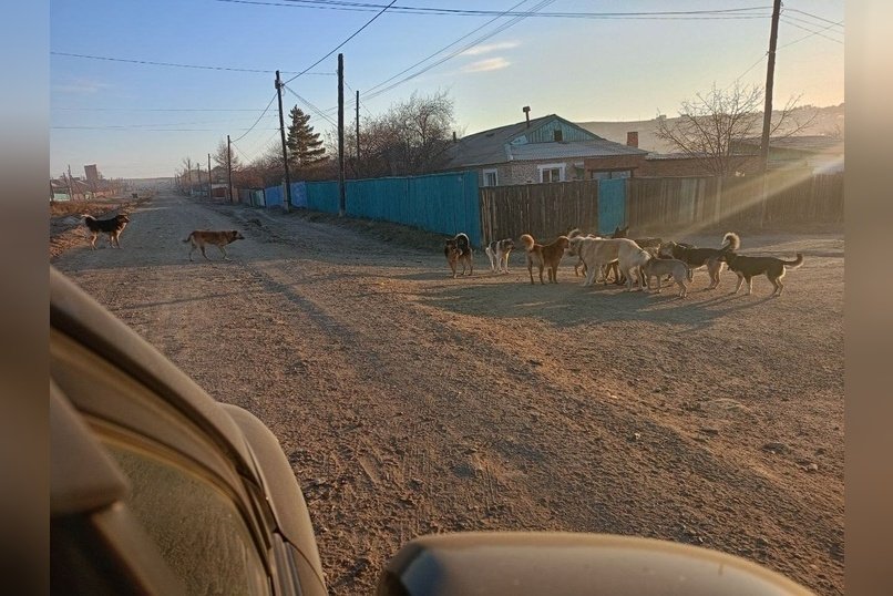 Улицы поселка Могойтуй заполонили бездомные собаки