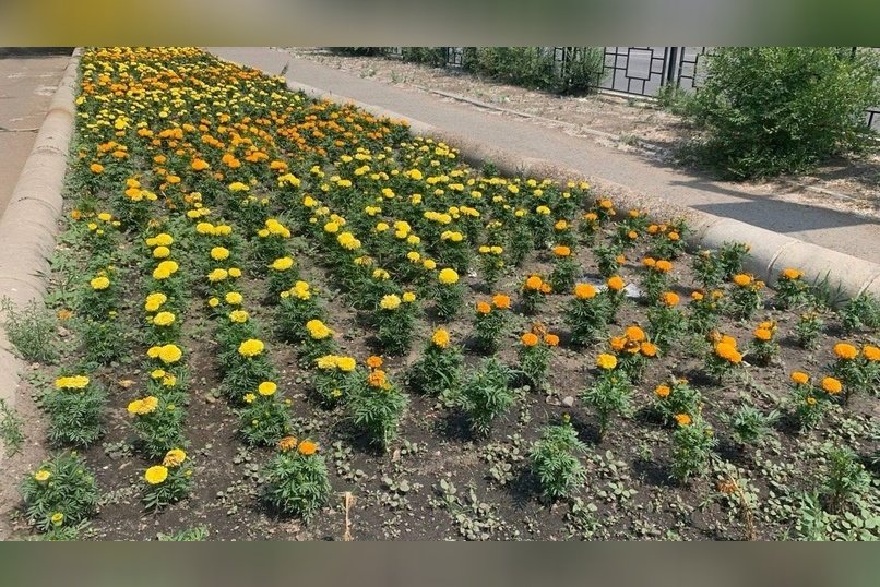 Экс-депутат Гордумы выиграла контракт на озеленение Новобульварной
