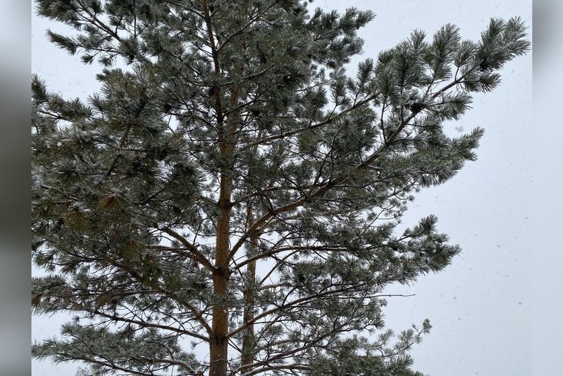 Небольшой снег пообещали Забайкалью