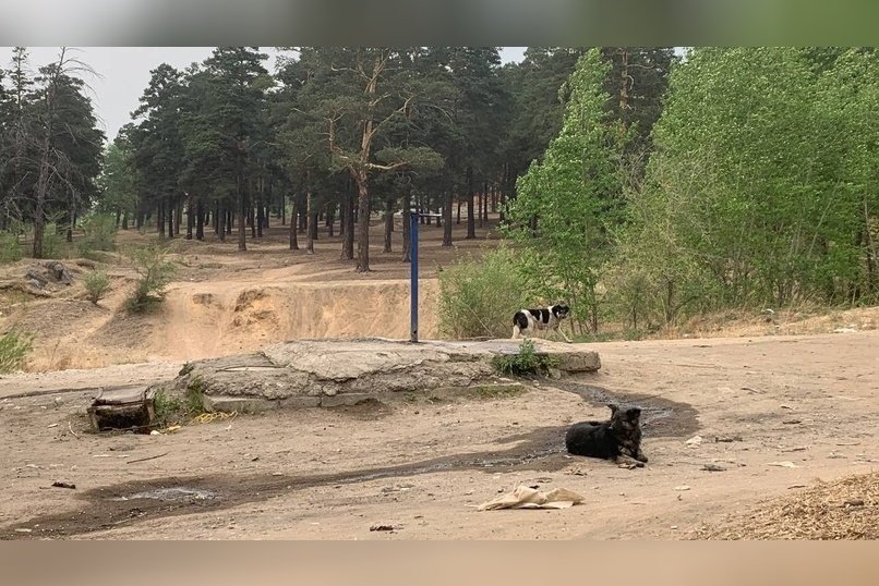 Более 400 собак отловили в Чите