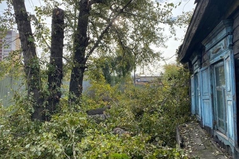Пенсионерка не может выйти из своего дома в центре Читы из-за спиленных деревьев