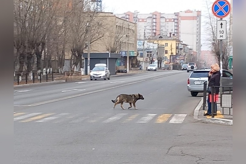 Всего девять собак отловили в Чите за сутки