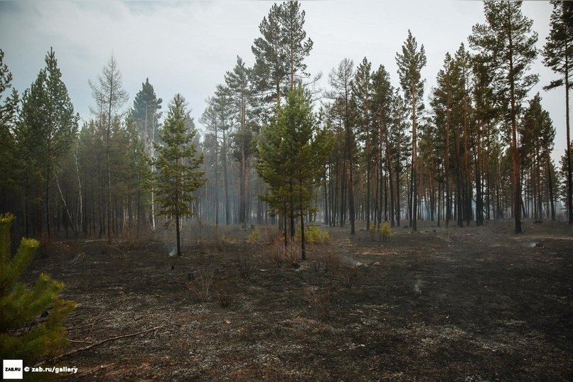 Шесть лесных пожаров действуют в Забайкалье