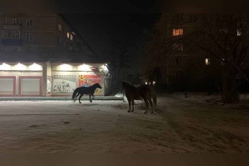 Три лошади бегают кругами у дома на Гаюсана в Чите