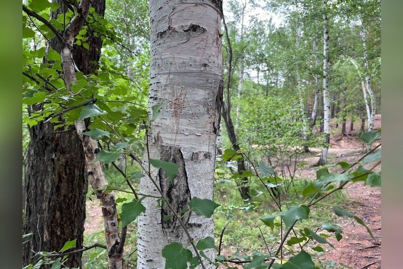 Забайкалец незаконно срубил лиственницы и березы