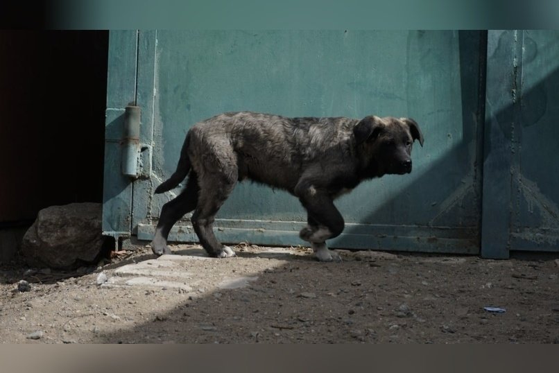 Режим повышенной готовности ввели в Забайкалье из-за бездомных собак