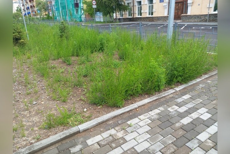 Продолжается скос травы на газонах Читы