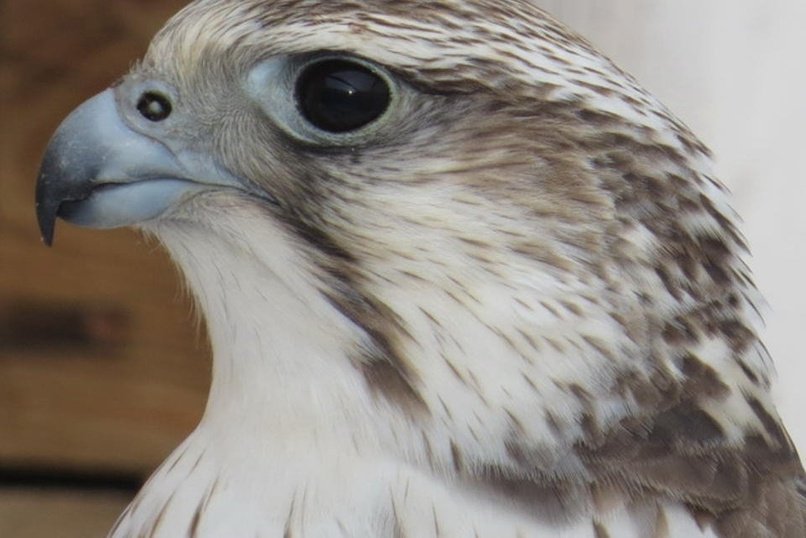 Даурский заповедник стал убежищем для редких птиц