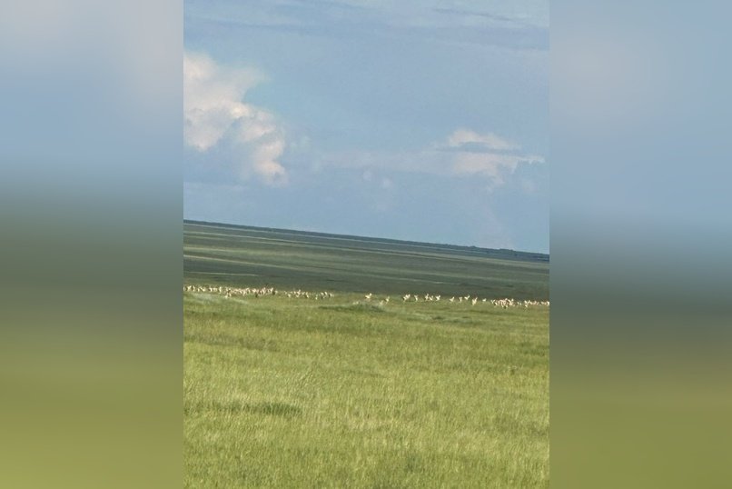 Стадо дзеренов заметили в Агинской степи