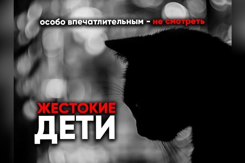 Прокуратура Забайкалья проверяет видео с жестоким обращением детей с котом