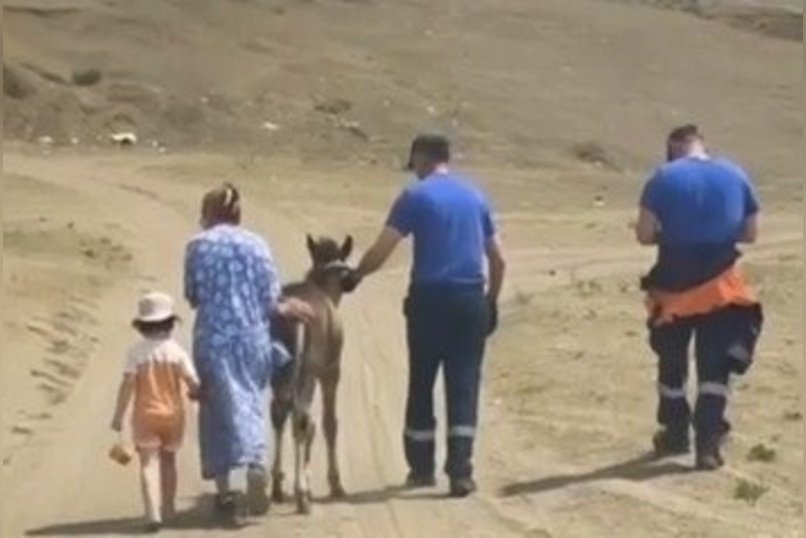 Жеребёнка вернули домой после смерти его матери