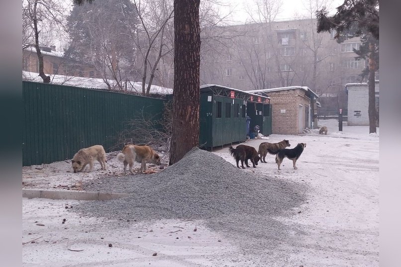 Всего десять собак отловили за сутки в Чите