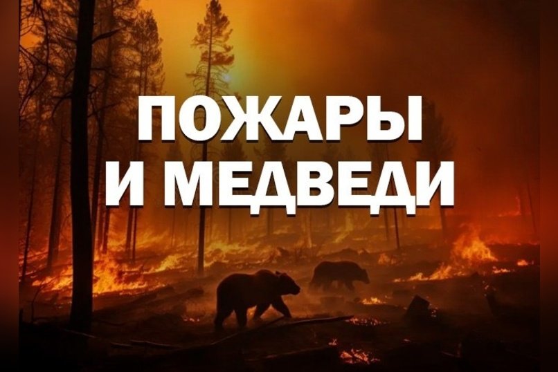 В Забайкалье медведи выходят к сёлам: власти предупреждают