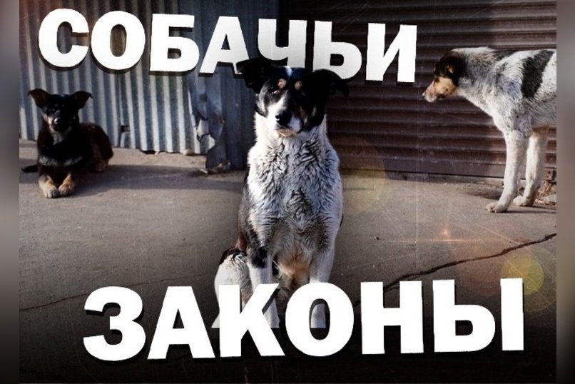 Забайкальцев планируют обязать регистрировать домашних питомцев