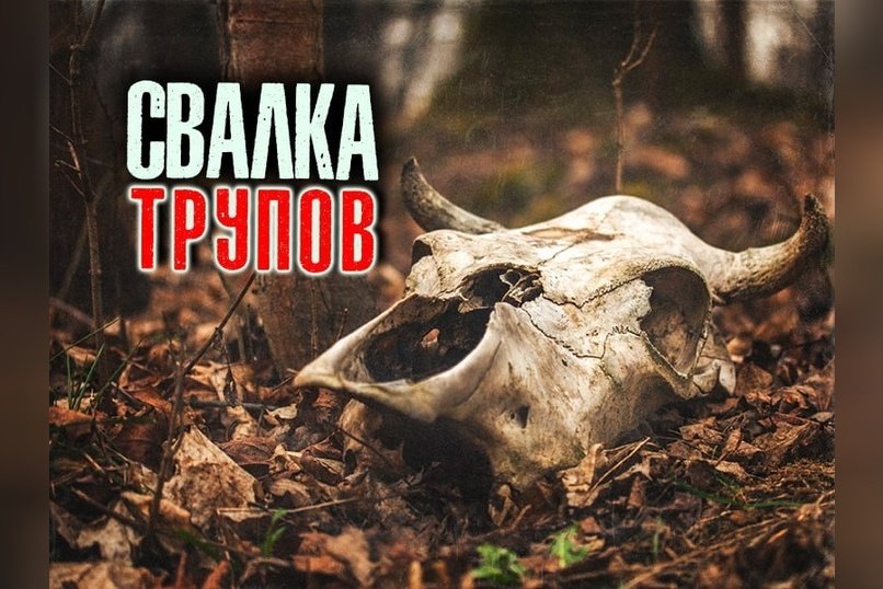 Свалку коровьих голов в Чите уберут не раньше 2026 года