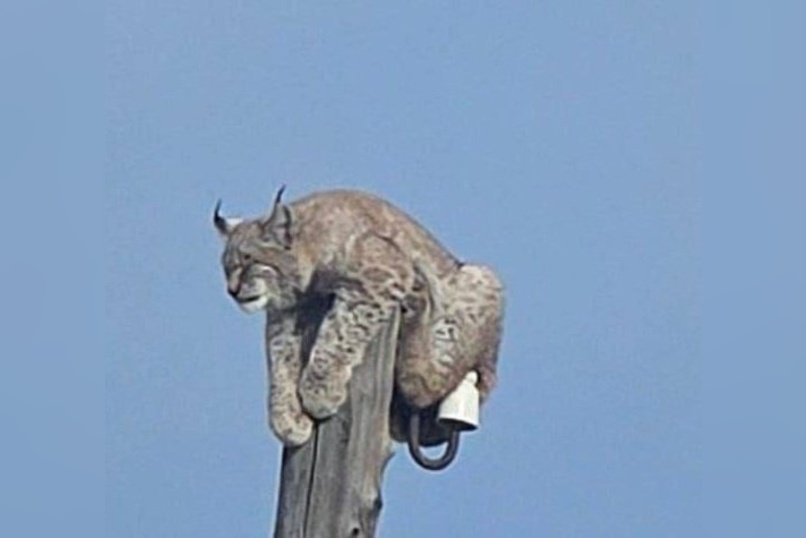 В поселке Могойтуй спасали рысь, забравшуюся на столб