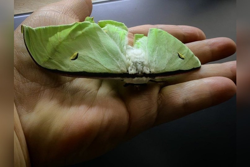 Редкая бабочка вылупилась в доме учительницы биологии из Новой Куки