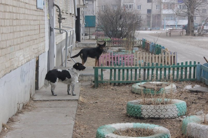 Три тысячи собак содержатся в читинском приюте