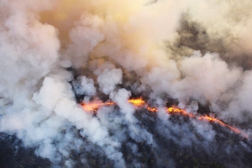 Семь лесных пожаров действуют на территории края